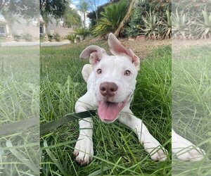 American Pit Bull Terrier Dogs for adoption in Berkeley, CA, USA