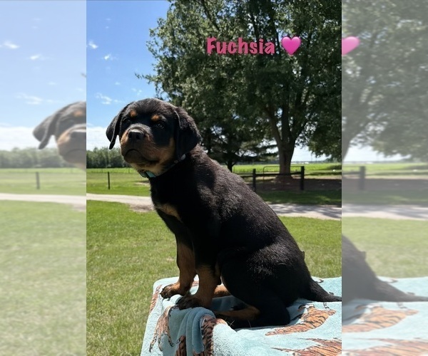Medium Photo #3 Rottweiler Puppy For Sale in WHEATFIELD, IN, USA