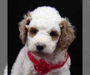 Goldendoodle-Poodle (Miniature) Mix Puppy for sale in STANLEY, WI, USA