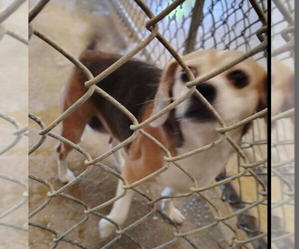 Medium Photo #2 Beagle Puppy For Sale in Foristell, MO, USA