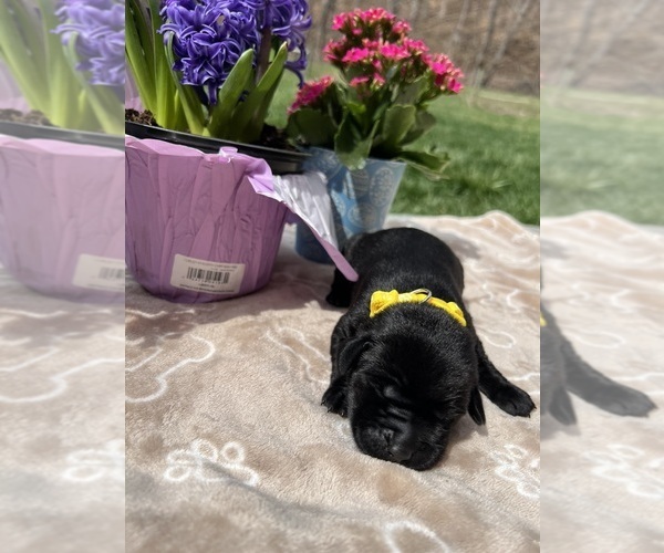 Medium Photo #6 Labrador Retriever Puppy For Sale in NEOLA, WV, USA