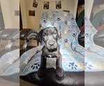Small Great Dane