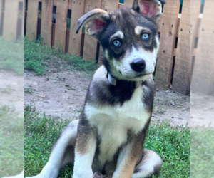 Mutt Dogs for adoption in Brooklyn Center, MN, USA