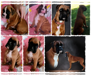 Boxer Puppy for sale in MAE, WA, USA