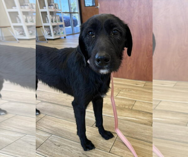 Medium Photo #6 Mutt Puppy For Sale in Valrico, FL, USA