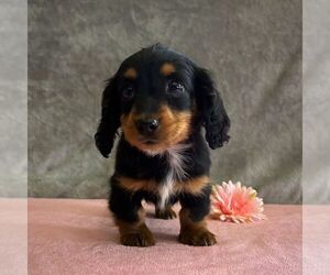 Dachshund Puppy for sale in FREDONIA, PA, USA