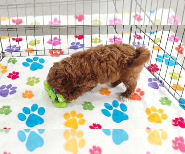 Medium Photo #11 Cavapoo (Miniature)-Poodle (Toy) Mix Puppy For Sale in ORO VALLEY, AZ, USA