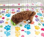 Small #10 Cavapoo (Miniature)-Poodle (Toy) Mix