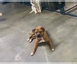 Small #1 Boxer Mix