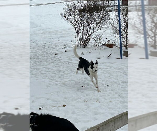 Medium Photo #21 Border Collie Puppy For Sale in Highland, IL, USA