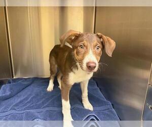 Border Collie-Unknown Mix Dogs for adoption in Orange, CA, USA