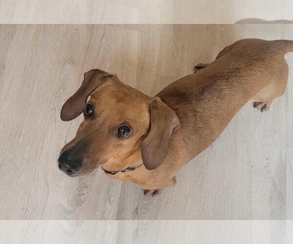 Medium Photo #2 Dachshund Puppy For Sale in Los Angeles, CA, USA