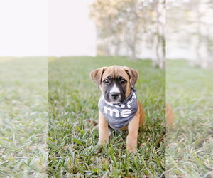 Cider - Female American Staffordshire Terrier-Boxer Mix Dog for Adoption - Photo #3