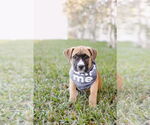 Small #2 American Staffordshire Terrier-Boxer Mix