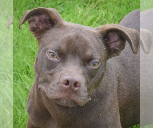 Medium Photo #2 Boglen Terrier Puppy For Sale in Huntley, IL, USA
