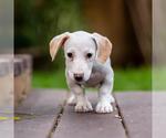 Small Photo #12 Poodle (Miniature)-Unknown Mix Puppy For Sale in San Diego, CA, USA