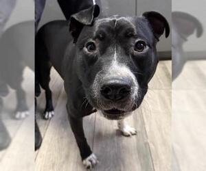 American Pit Bull Terrier Dogs for adoption in Redlands, CA, USA