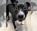 Small American Pit Bull Terrier