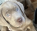 Puppy Teal Labrador Retriever