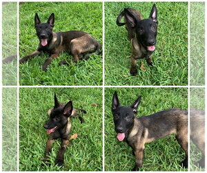 Mutt Dogs for adoption in Naples, FL, USA