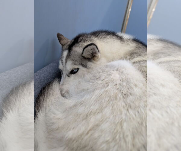 Medium Photo #3 - Mix Puppy For Sale in Chinook, MT, USA