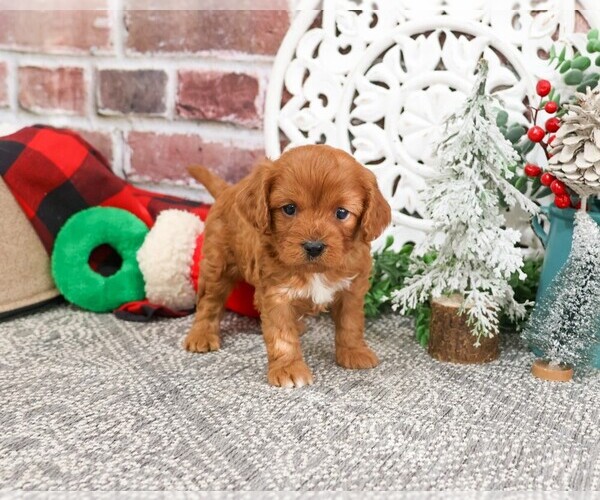Medium Photo #4 Cavapoo (Miniature) Puppy For Sale in SYRACUSE, IN, USA