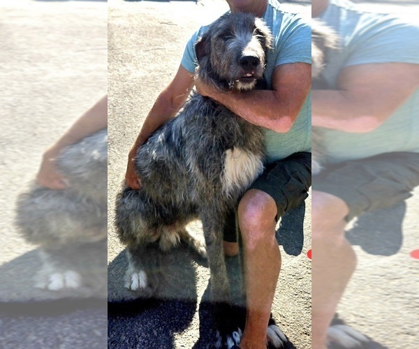 Medium Photo #1 Irish Wolfhound Puppy For Sale in AMBOY, WA, USA