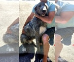 Small Photo #1 Irish Wolfhound Puppy For Sale in AMBOY, WA, USA