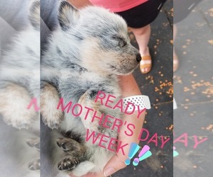 Australian Cattle Dog Puppy for sale in SILSBEE, TX, USA