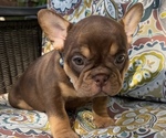 Puppy Snickers French Bulldog