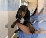 Small Photo #3 Plott Hound Puppy For Sale in Lakewood, CO, USA
