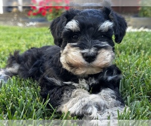 Medium Schnauzer (Miniature)
