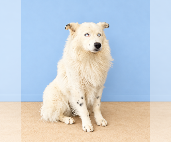 Medium Photo #2 Australian Shepherd Puppy For Sale in Pasadena, CA, USA