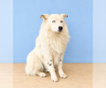 Small Photo #2 Australian Shepherd Puppy For Sale in Pasadena, CA, USA