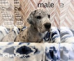 Puppy King Great Dane