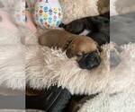 Small Photo #2 Frenchie Pug Puppy For Sale in KAPPA, IL, USA