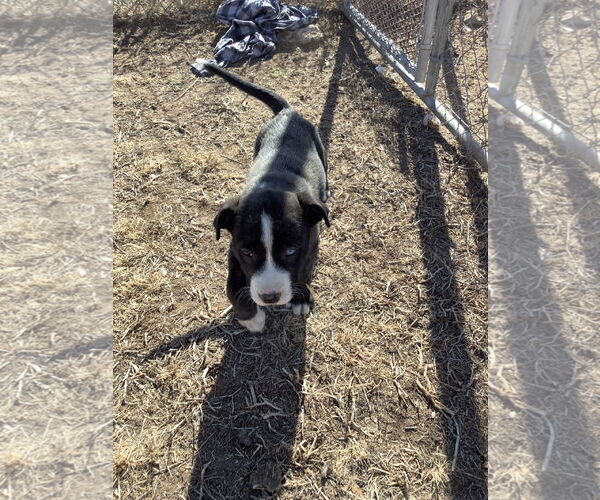 Medium Photo #1 Siberian Husky-Unknown Mix Puppy For Sale in Amarillo, TX, USA