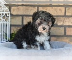 Image preview for Ad Listing. Nickname: Scout