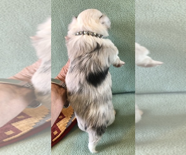 Medium Photo #8 Chihuahua Puppy For Sale in NEWVILLE, PA, USA