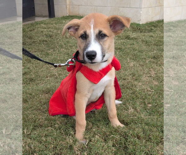 Medium Photo #4 Mutt Puppy For Sale in Fort Worth, TX, USA