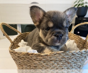 French Bulldog Puppy for sale in FRESNO, CA, USA