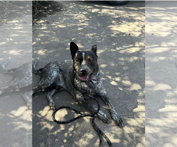 Medium Photo #1 Mutt Puppy For Sale in Euless, TX, USA