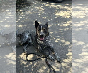 Mutt Dogs for adoption in Euless, TX, USA