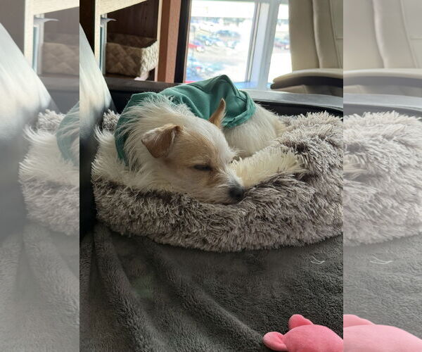 Medium Photo #3 Border Terrier-Chihuahua Mix Puppy For Sale in Princeton, MN, USA