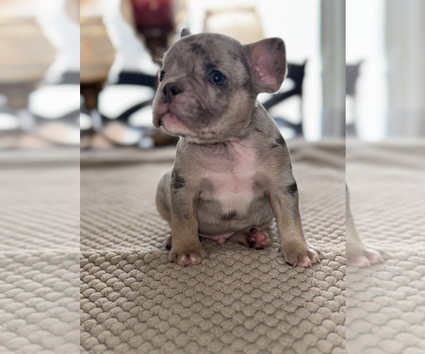 Medium Photo #66 French Bulldog Puppy For Sale in HILTON, NY, USA