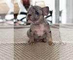Small Photo #3 French Bulldog Puppy For Sale in HILTON, NY, USA