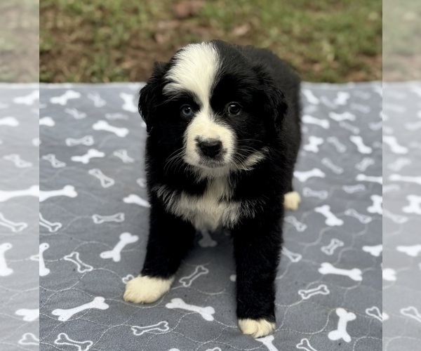 Medium Photo #3 Australian Shepherd Puppy For Sale in SALISBURY, NC, USA