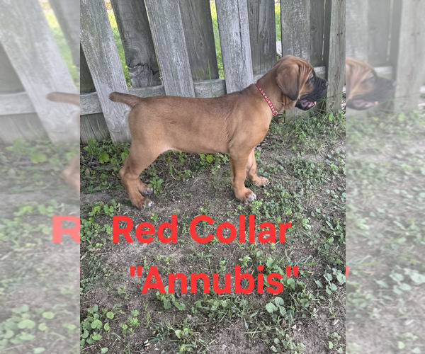 Medium Photo #4 Cane Corso Puppy For Sale in DANVILLE, IL, USA