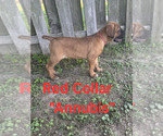 Small #3 Cane Corso