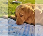 Small Photo #5 Labrador Retriever Puppy For Sale in BLACK HAWK, SD, USA